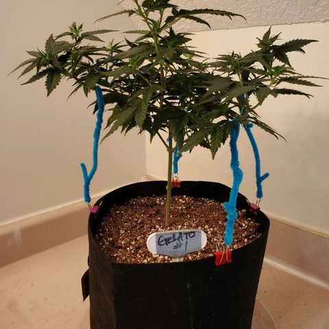Gelato #1  growlog timeline photo