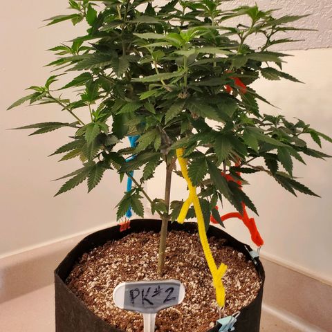 Purple Kush #2 growlog timeline photo