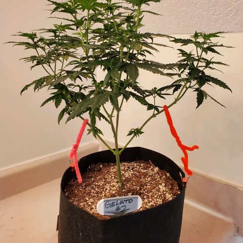 Gelato #2 growlog timeline photo