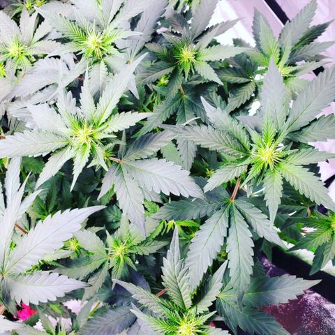 Gelato #2 growlog timeline photo