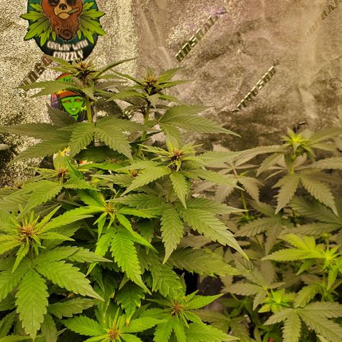 Gelato #2 growlog timeline photo