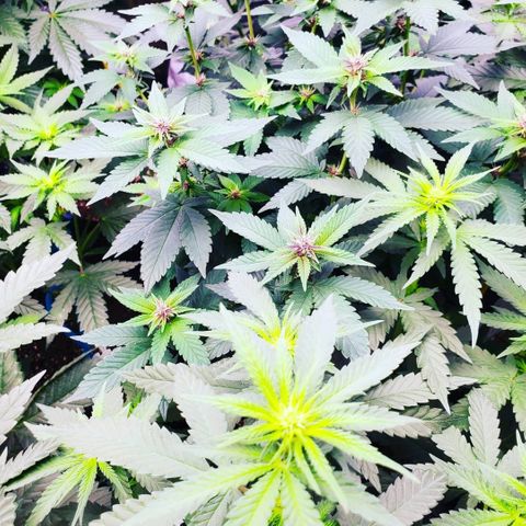 Gelato #2 growlog timeline photo