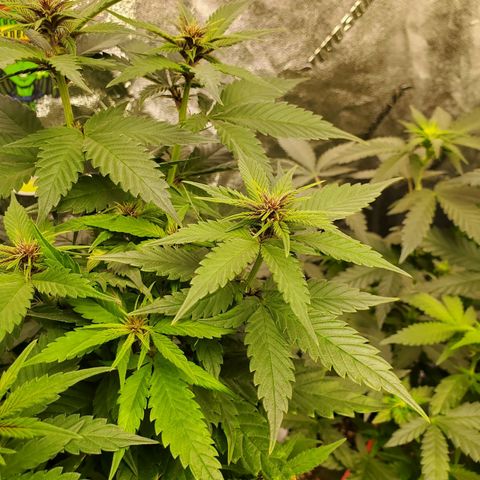Gelato #2 growlog timeline photo