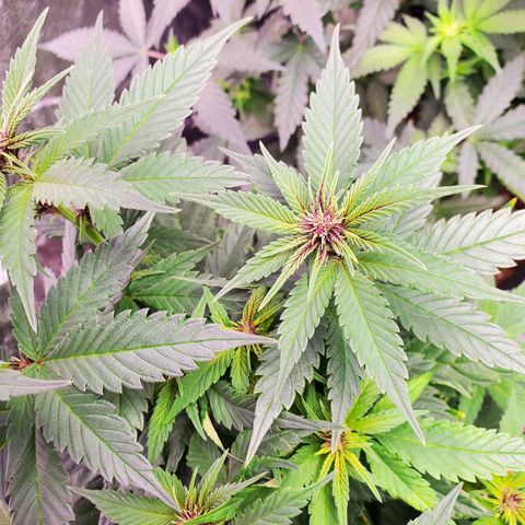 Gelato #2 growlog timeline photo