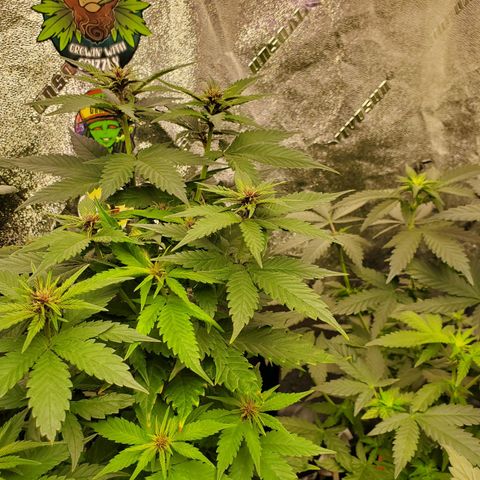 Gelato #2 growlog timeline photo