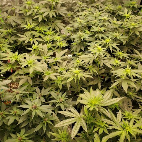 Gelato #2 growlog timeline photo