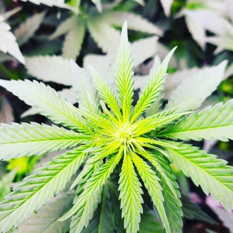 Gelato #2 growlog timeline photo