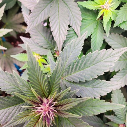 Gelato #2 growlog timeline photo