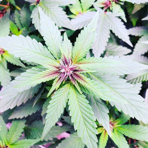 Gelato #2 growlog timeline photo