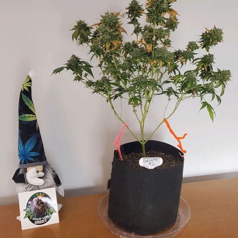 Gelato #2 growlog timeline photo
