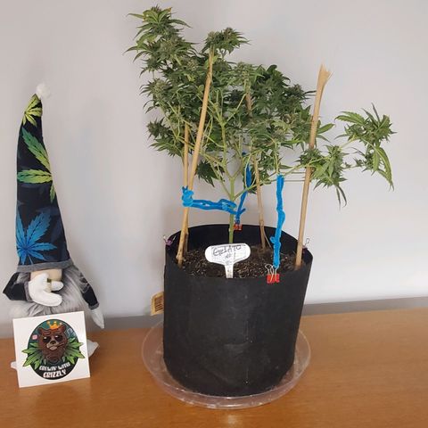 Gelato #1  growlog timeline photo