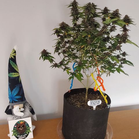 Purple Kush #2 growlog timeline photo