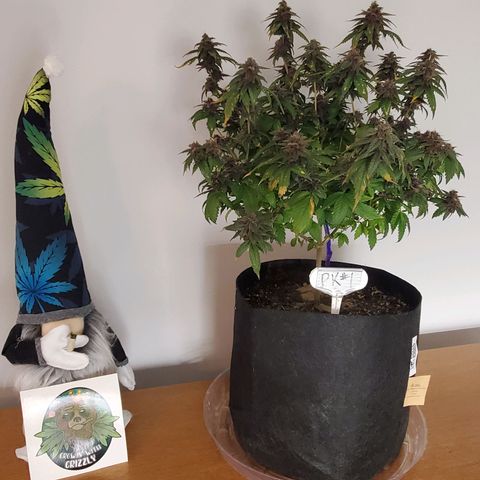 Purple Kush #1 growlog timeline photo