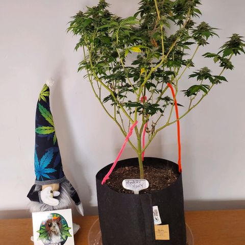 Mystery Mary  growlog timeline photo