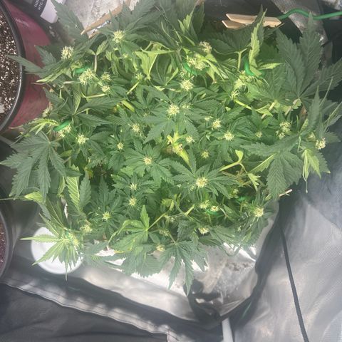 Purple nuggets growlog photo: Trained a bit more 