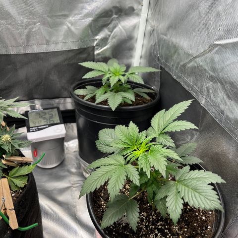 Kiwi band growlog timeline photo
