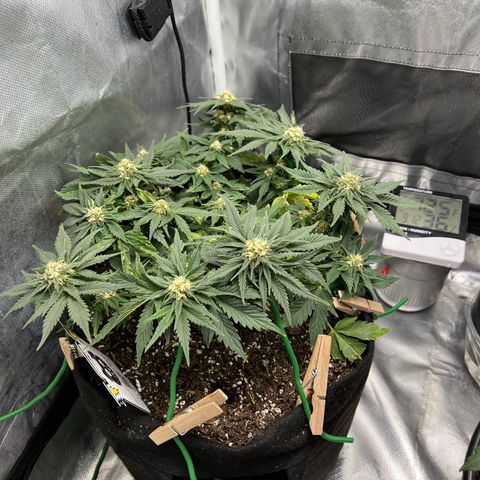 Purple nuggets growlog timeline photo