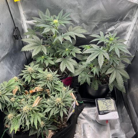 Kiwi band growlog timeline photo