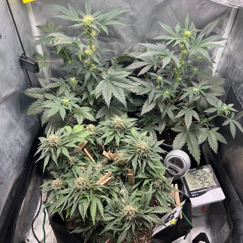 Kiwi band growlog timeline photo