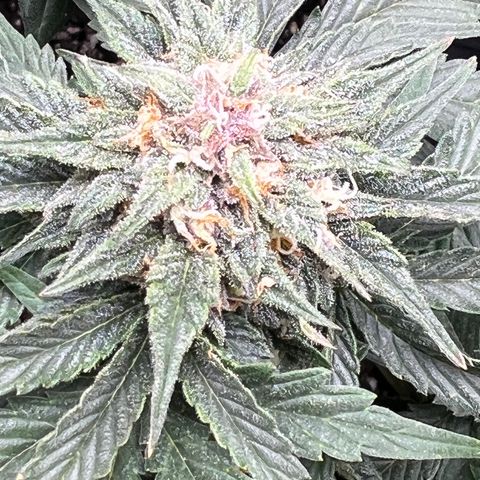 Purple nuggets growlog timeline photo