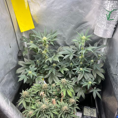 Kiwi band growlog timeline photo