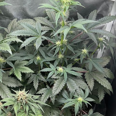 Kiwi band growlog timeline photo