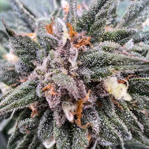 Purple nuggets growlog photo: 🤤 so close