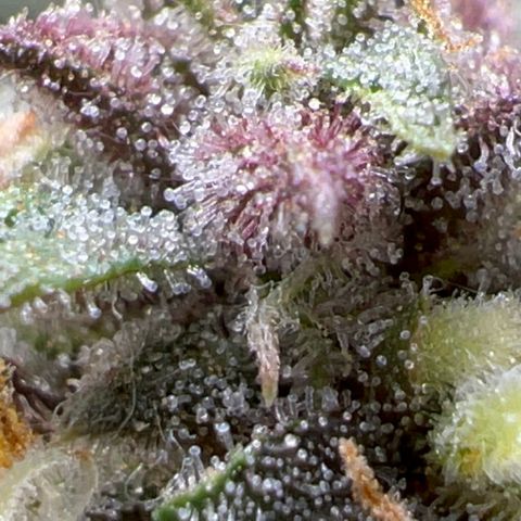 Purple nuggets growlog photo: The wait continues. 