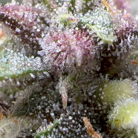 Purple nuggets growlog photo: The wait continues. 