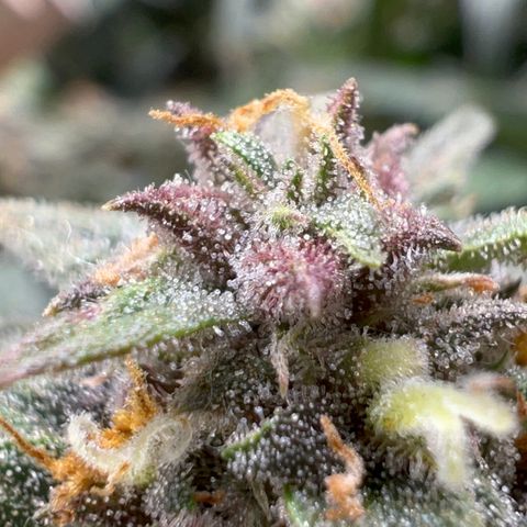 Purple nuggets growlog photo: The wait continues. 