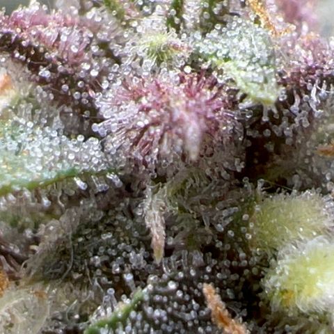 Purple nuggets growlog photo: The wait continues. 