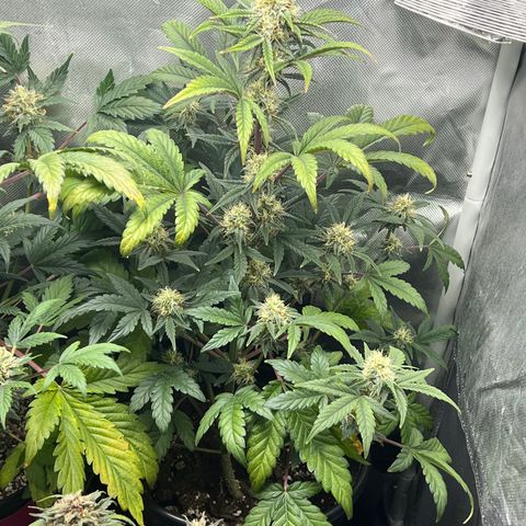 Kiwi band growlog timeline photo