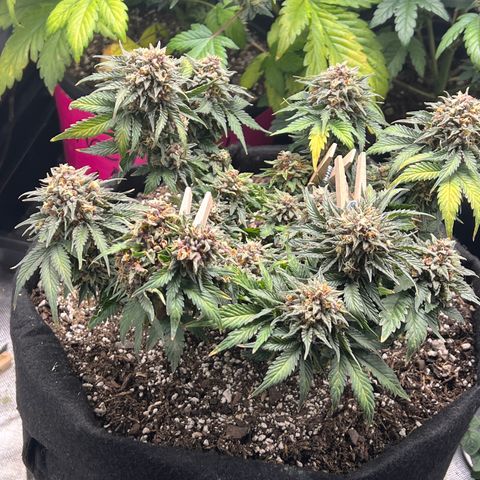 Purple nuggets growlog timeline photo