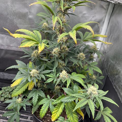 Kiwi band growlog timeline photo