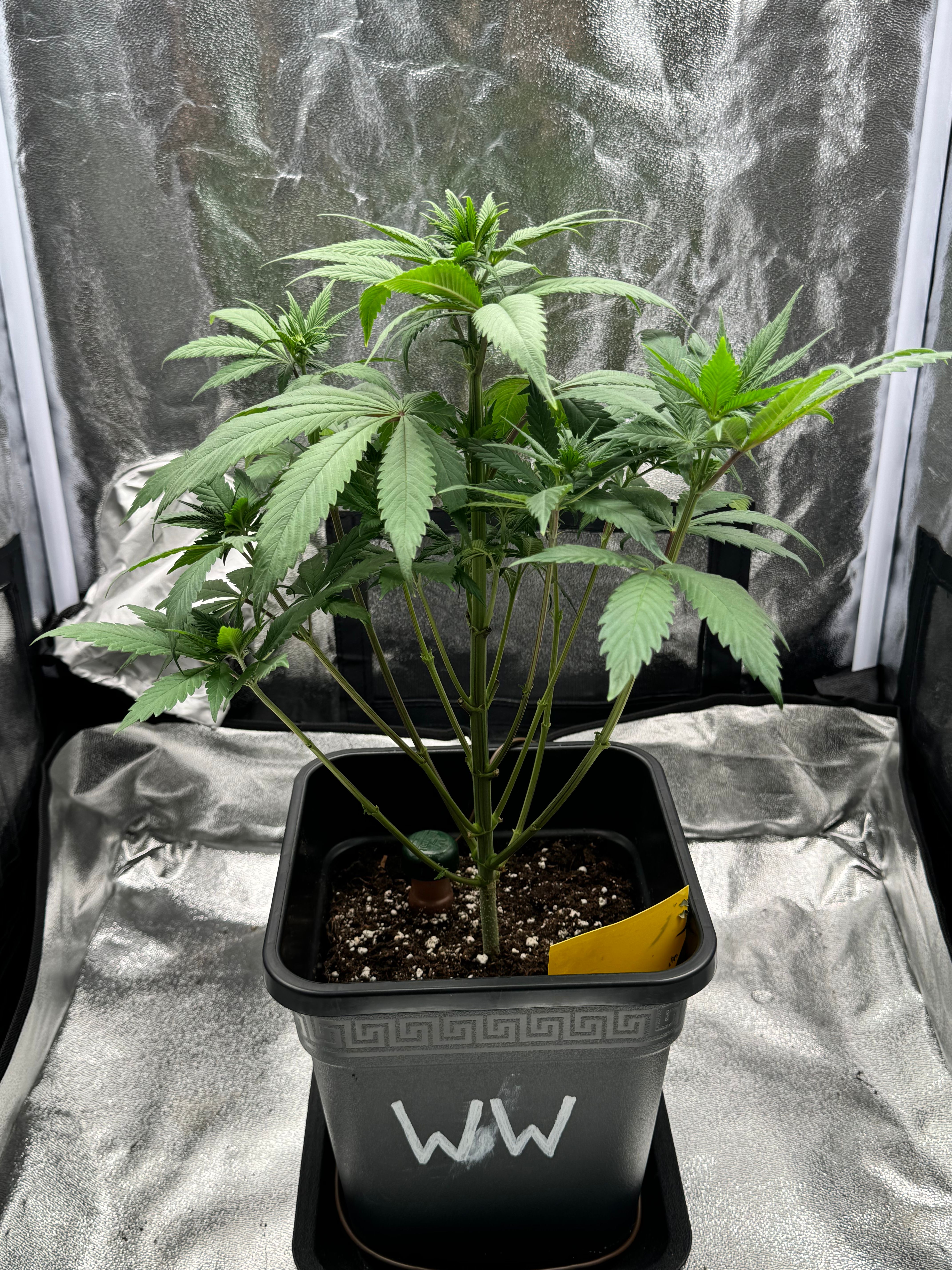 Wednesday growlog header