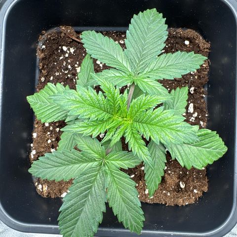 Polly  growlog timeline photo