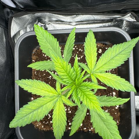 Alice  growlog timeline photo