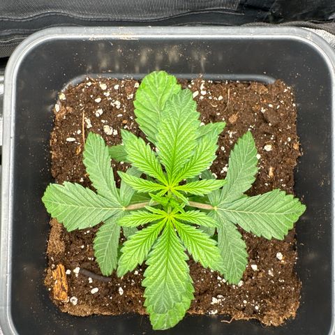 Wednesday growlog timeline photo