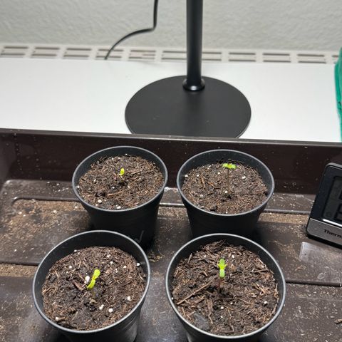 Wednesday growlog photo