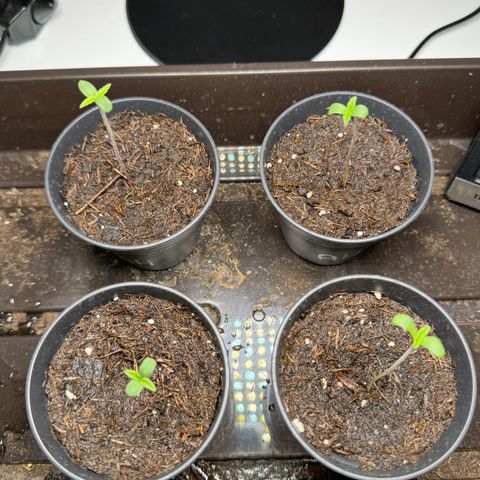 Wednesday growlog photo