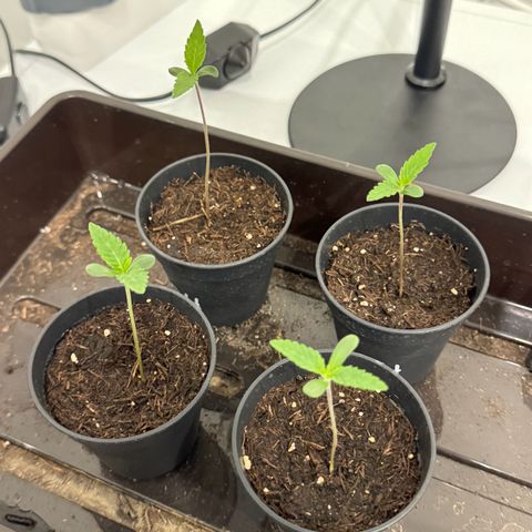 Wednesday growlog photo