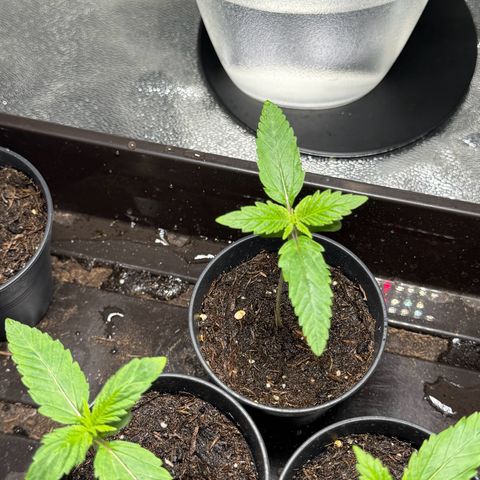 Wednesday growlog photo