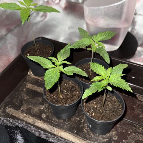Wednesday growlog photo