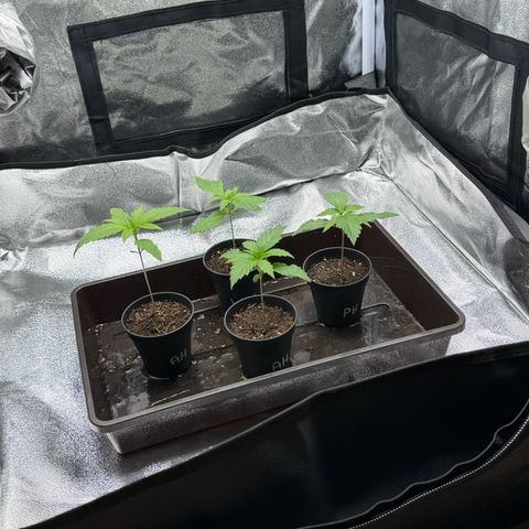 Wednesday growlog timeline photo
