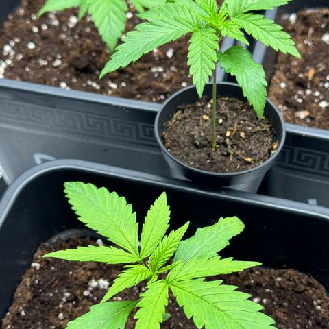 Wednesday growlog timeline photo