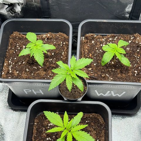 Wednesday growlog timeline photo