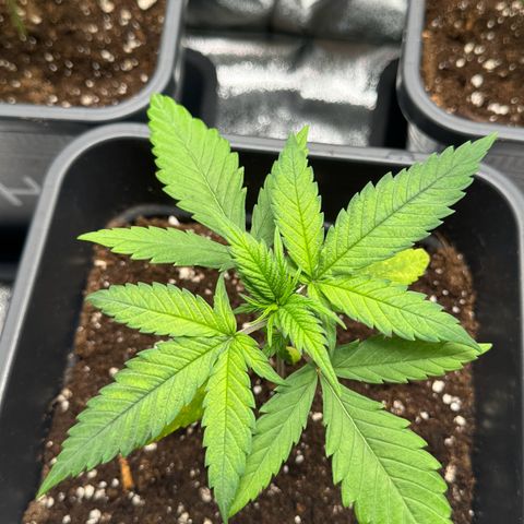 Alice  growlog timeline photo