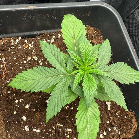 Wednesday growlog timeline photo