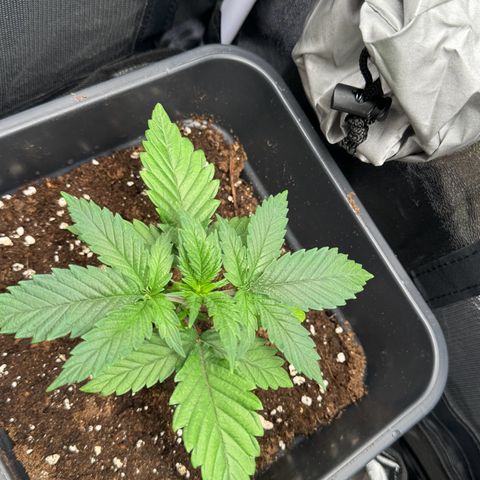 Polly  growlog timeline photo