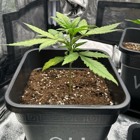 Alice  growlog timeline photo